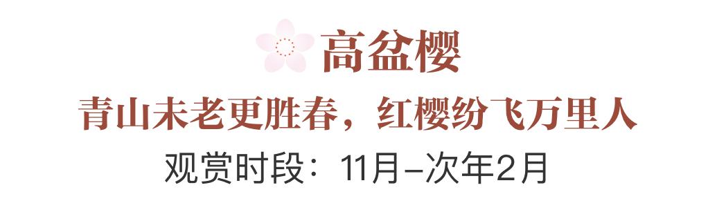 誰說春天才有花看？這份中國冬日賞花指南請查收