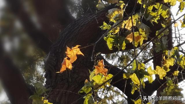 一隅山水鬧市藏 精巧布景多風光——北京東單公園冬日時光