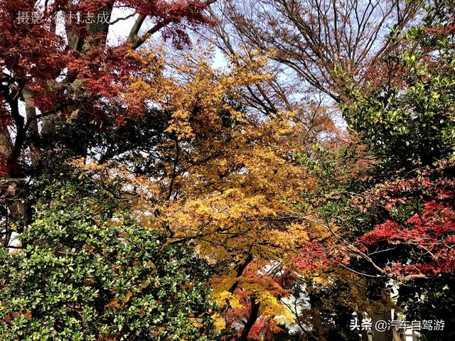 德村志成：落葉殘楓依然美麗，久違北小金本土寺