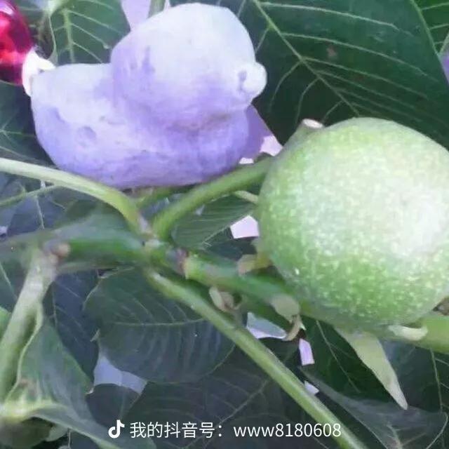 疫情防控时期赏石好