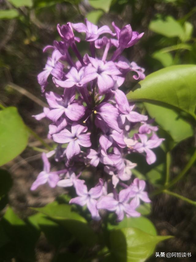 千千结里，暮春意徜徉，紫气更芬芳，丁香粉黛满城香