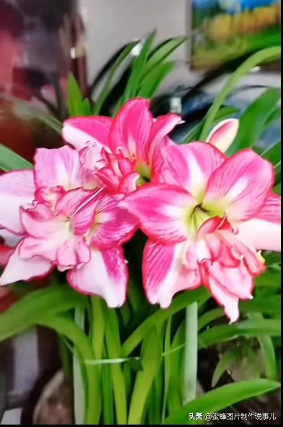 阳春三月，万花丛中娇美溢，千朵万朵压枝低