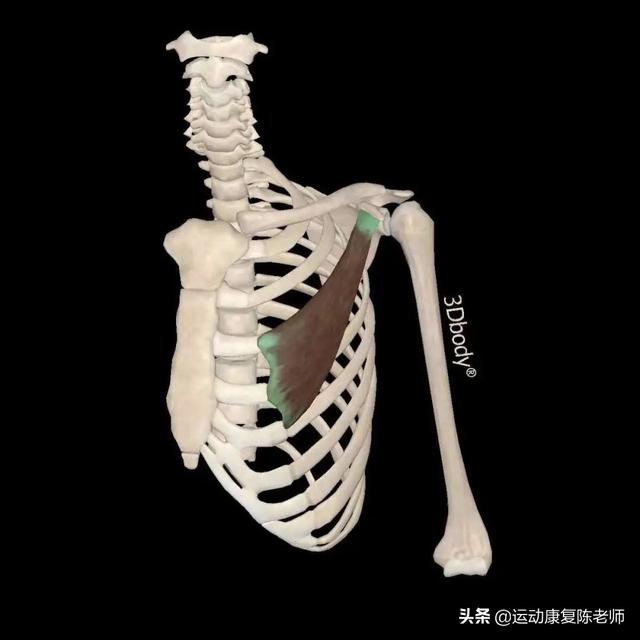 「锐博康复科普」「健身肩痛」容易忽略的肩部训练基础——肩胛骨_健