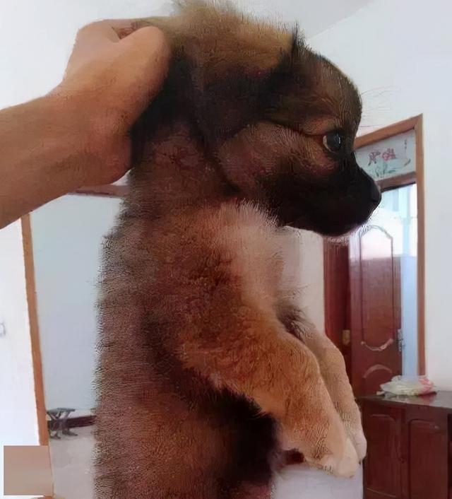 狗狗突然缩脖子叫是怎么回事(狗狗脖子突然缩起来)-艾拉养犬