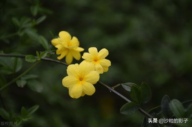 伪装的面具，生活的一部分