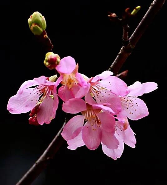 桜花