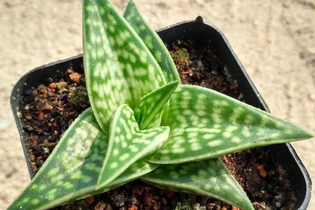 翠花掌 翠花掌（翠花掌种类图片大全） 生活