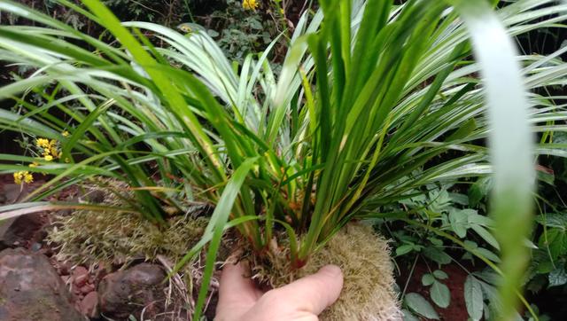 长在石头上的草，石菖蒲煮水泡脚，镇静安神睡好觉