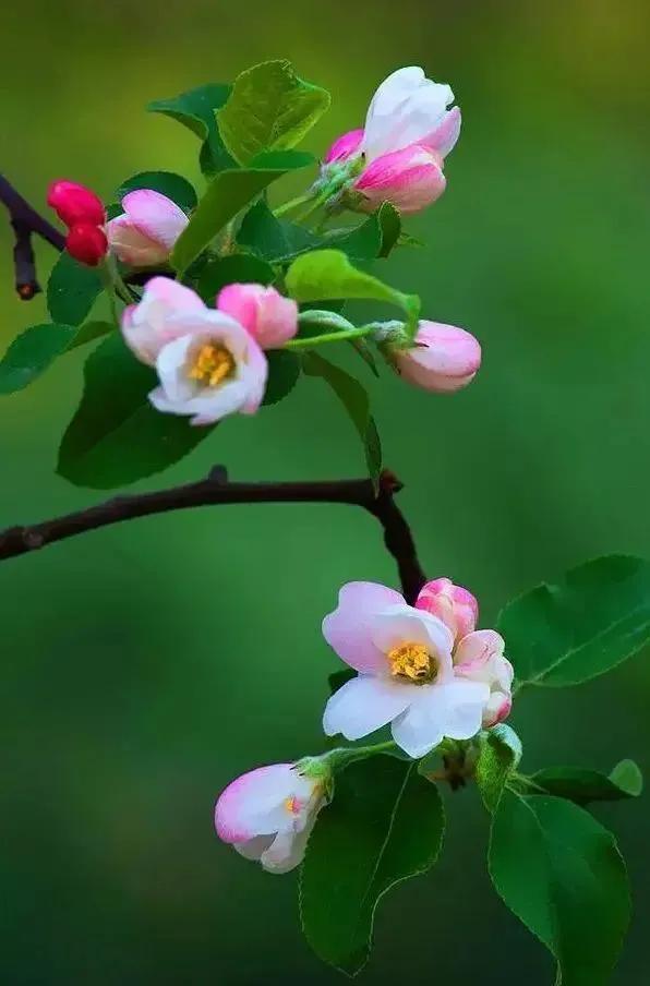 海棠花图片（海棠花图片唯美）