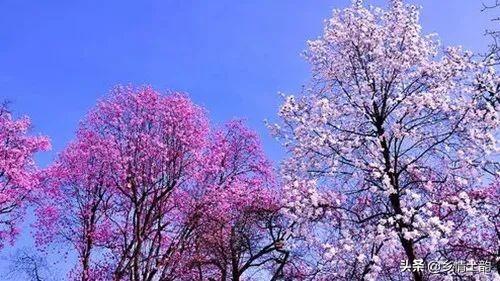 冯双 认取辛夷花 新闻时间