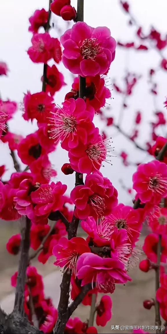 阳春三月，万花丛中娇美溢，千朵万朵压枝低