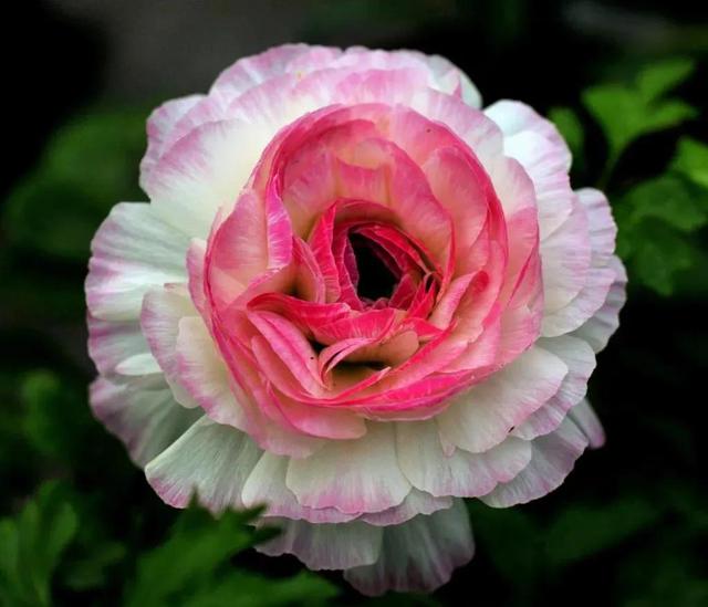花的世界，芬芳美丽；醉了眼眸，美了心情