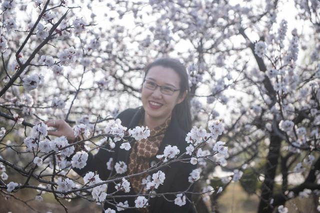 苍马山红杏枝头春意闹