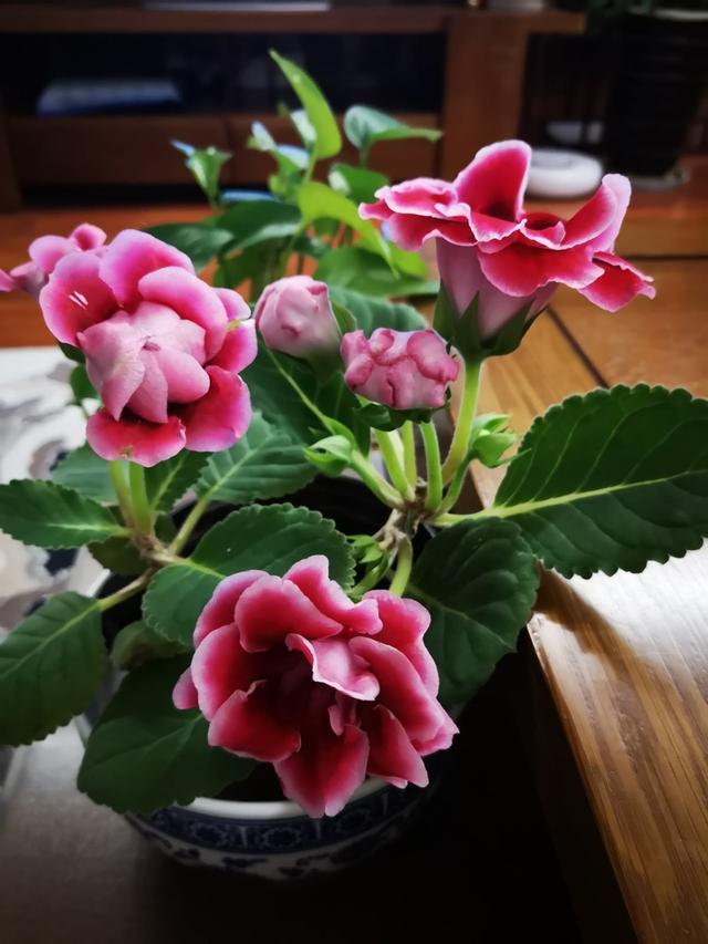 阴性花卉有哪些 16种喜"阴"花,适合养在"光照少"的地方,光太强反而长