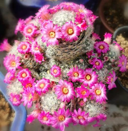 美花欣赏：仙人球开花，美不胜收