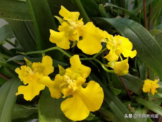 未等冬寒至 梅已報春香——北京中山公園臘梅提前綻放 盡顯芬芳