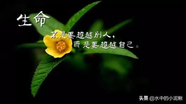 早安心语励志的语句，正能量励志语录短句