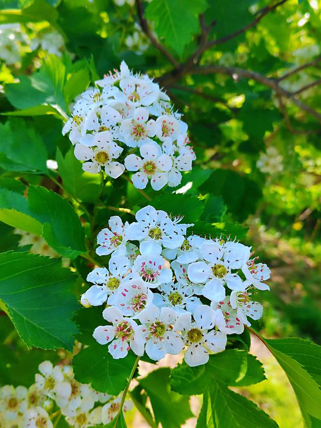 蝴蝶醉梦蜜蜂忙