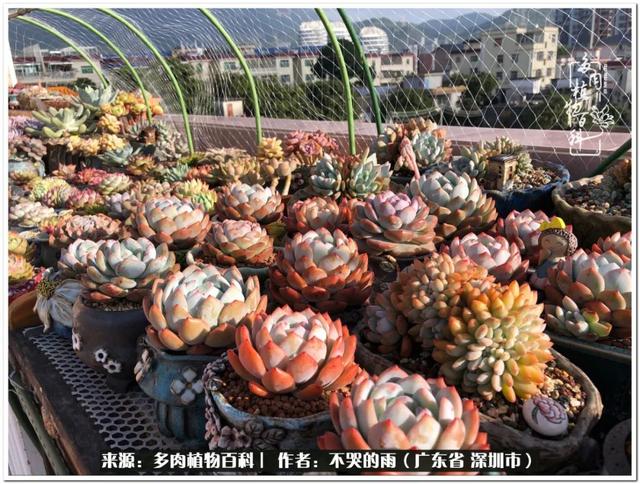 愿2022心中有盼，眼里有光，身边有多肉-第5张图片-9158手机教程网