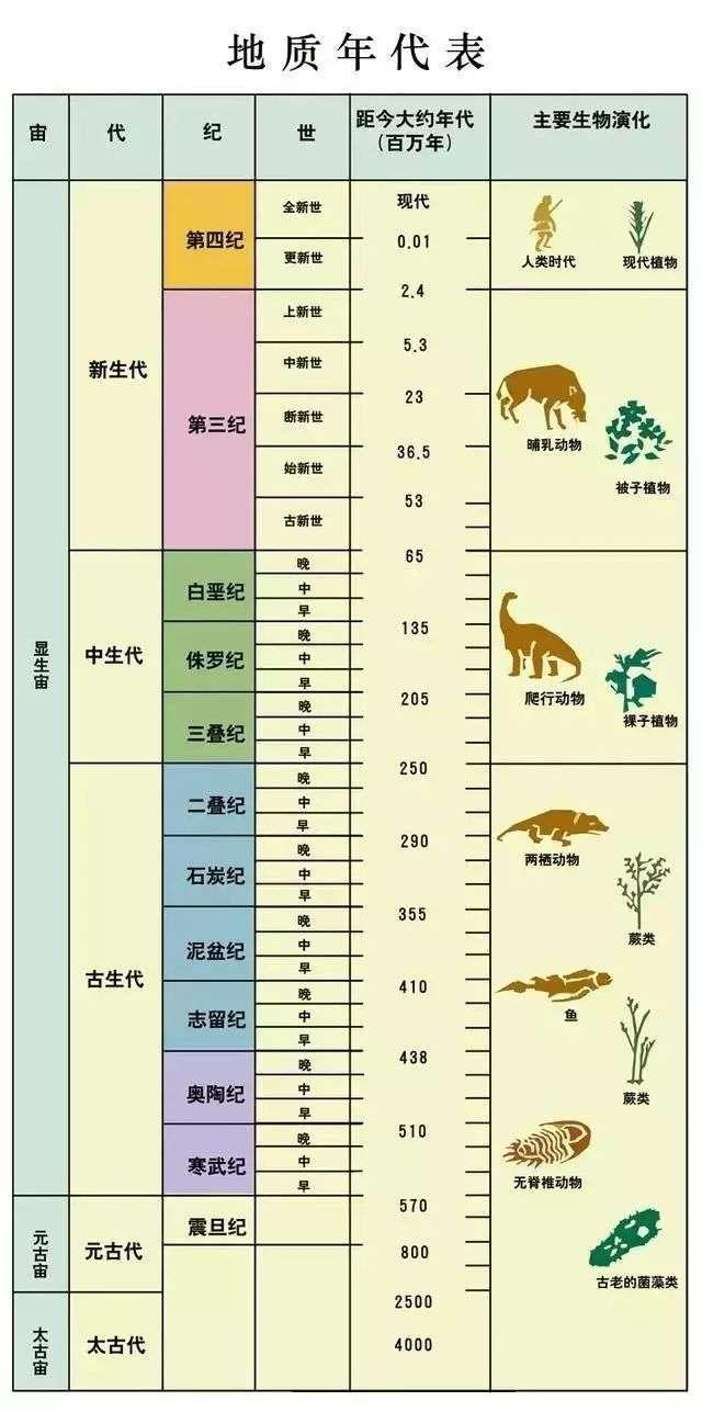 原来鸡也是恐龙的后裔