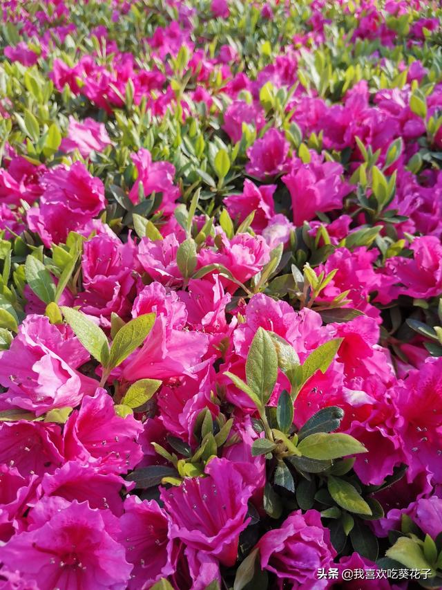 只为杜鹃来开花