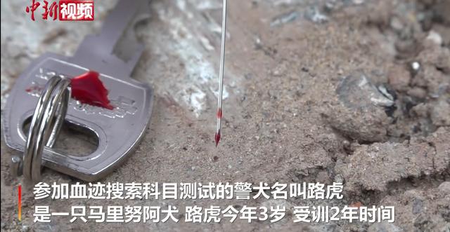 搜救犬多厉害？500平方米1滴血，搜救犬用时87秒就找到