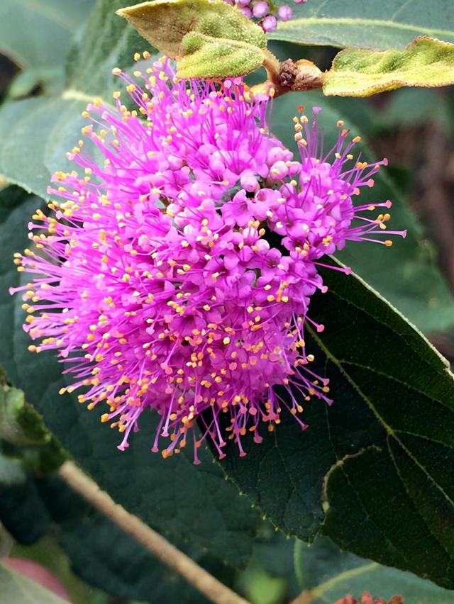 再力花 再力花（再力花是湿生植物还是挺水植物） 生活
