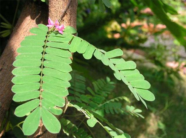 金不换植物