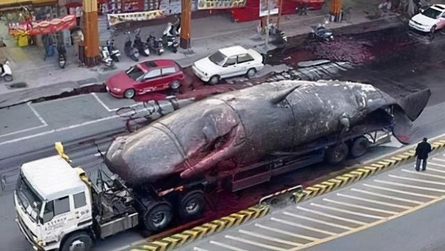 “鲸爆”有多可怕？死亡鲸鱼现身大连，鲸爆正在酝酿，没有龙涎香