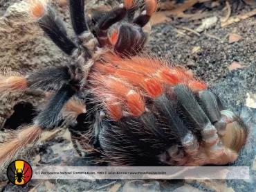 洪都拉斯卷毛蜘蛛价格图片