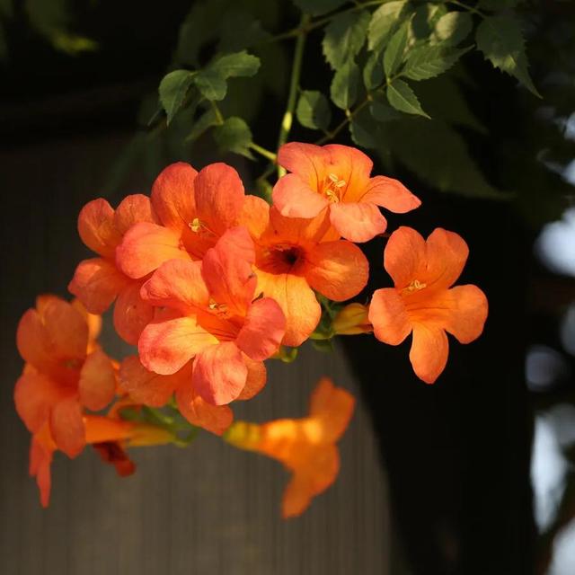 凌霄花开红艳艳