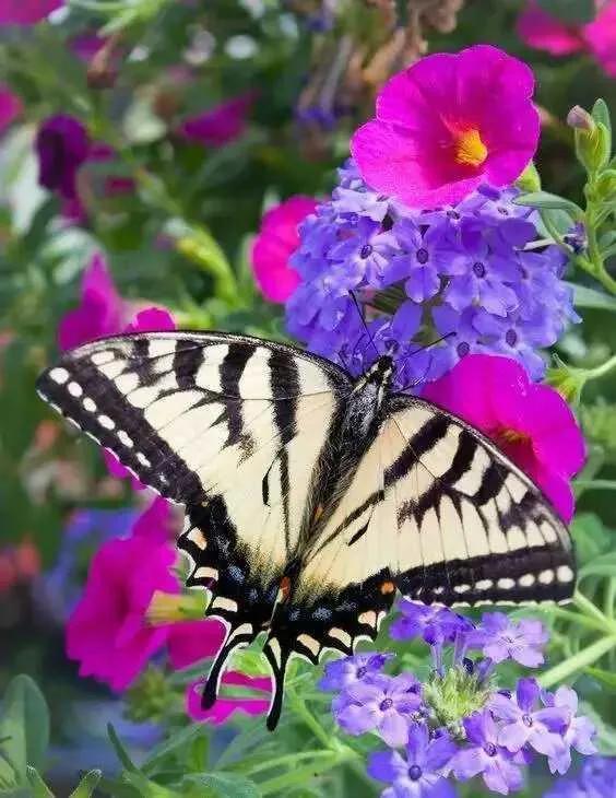 回顾春天百花争艳、招蜂引蝶图片大赏