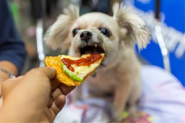 狗狗太瘦的原因分析(狗肚子突然變瘦了)-艾拉犬養殖