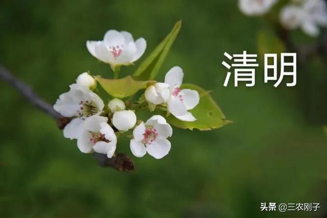 农村老话说，“三种人清明不上坟”哪三种人呢？农村习俗不是迷信