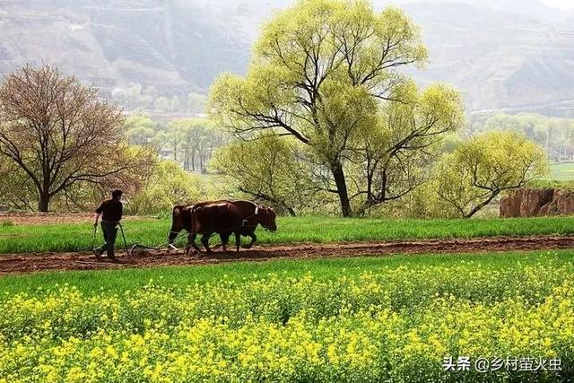 一句农谚说“怕雨”，怎么这些日子下雨就不好呢？你知道根由吗？