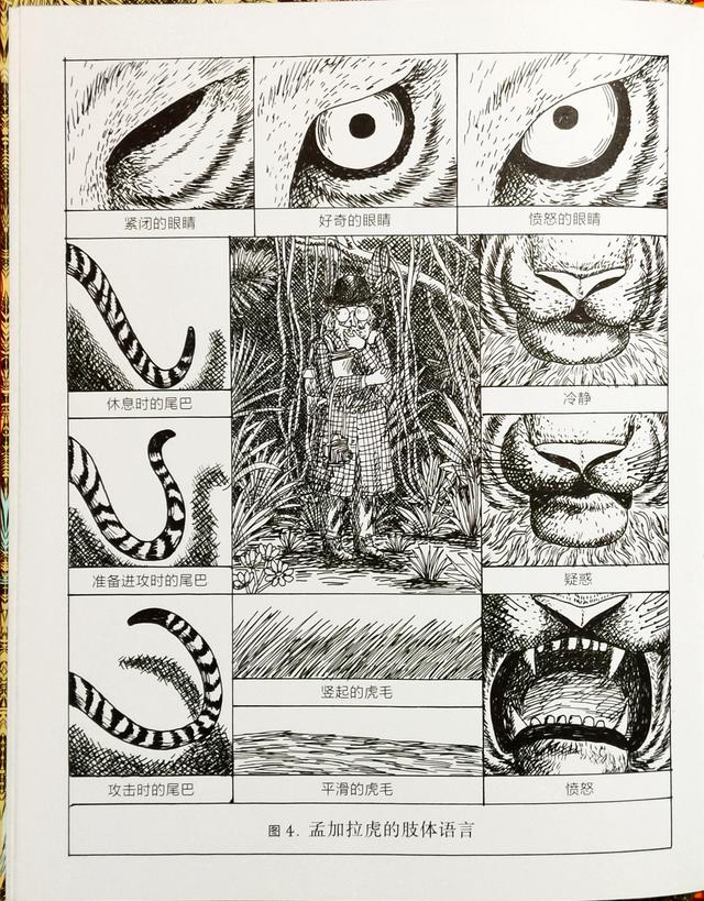 《老虎，危险！》：让孩子从故事中学会“学以致用”的少儿绘本