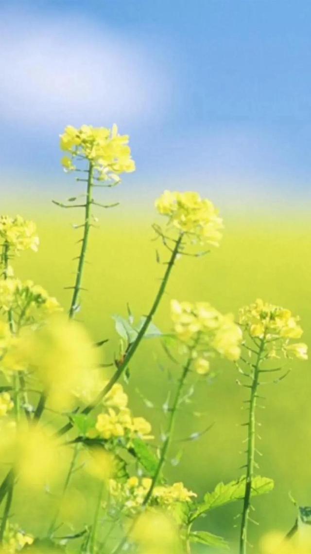 散文：岁月静好，信笺里许一世清欢