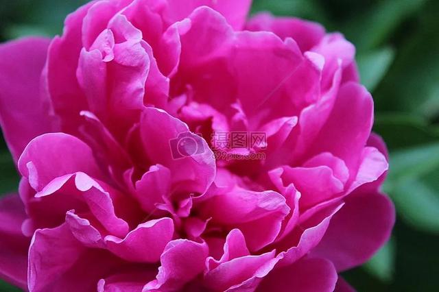 花的世界，芬芳美丽；醉了眼眸，美了心情