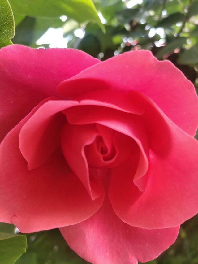 美丽的鲜花，姹紫嫣红，芬芳扑鼻，令人心情愉悦