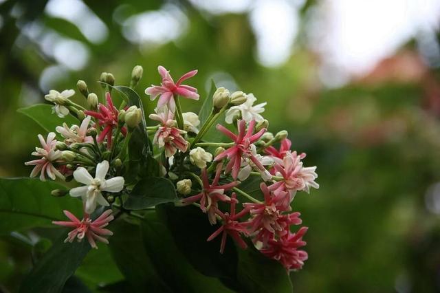 花中君子是什么花