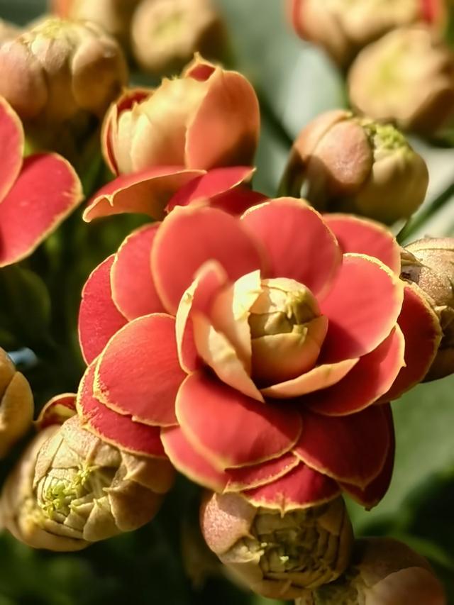5种花正月快修剪 错过修剪 一年不开花 新闻时间