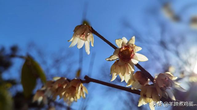 未等冬寒至 梅已報春香——北京中山公園臘梅提前綻放 盡顯芬芳