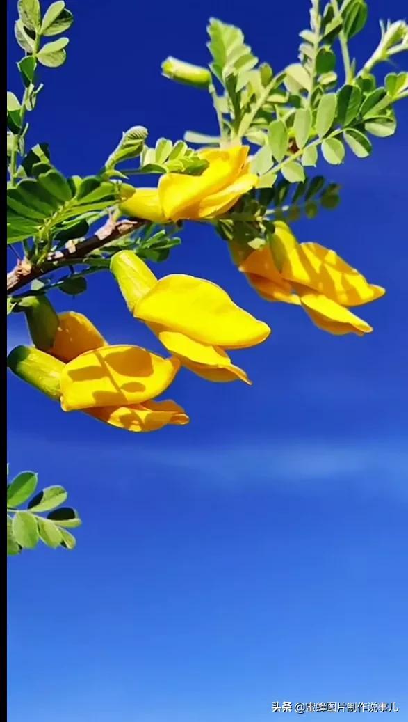阳春三月，万花丛中娇美溢，千朵万朵压枝低