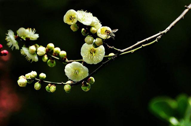 这些花类药材疏肝理气、清热散结，女性结节朋友可以用来泡茶喝