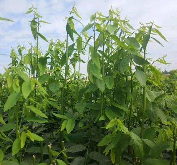 內地遊客來海南必點的本地蔬菜