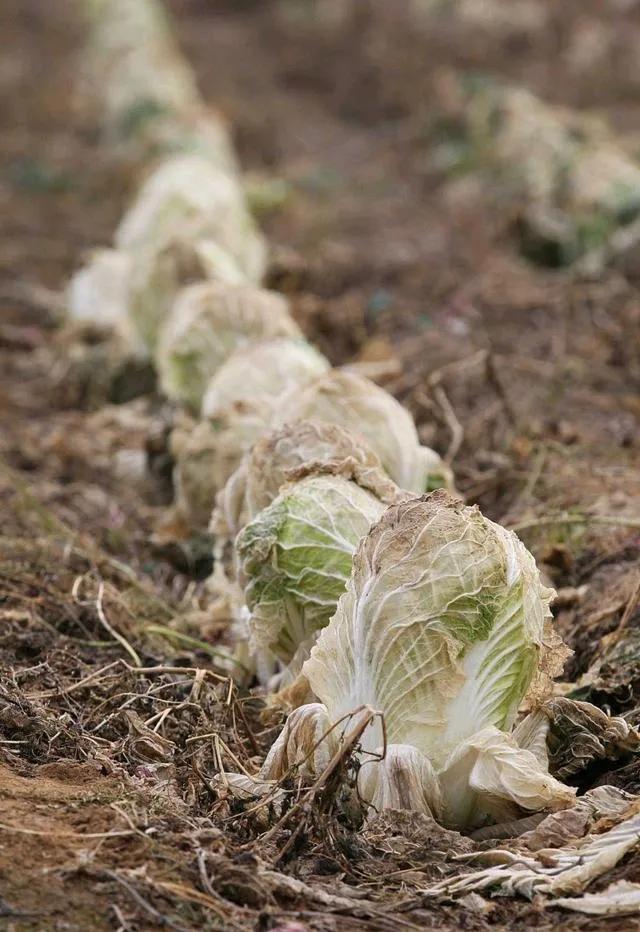 十字花科蔬菜的三大“癌症”如何防治？必学这些技巧，不可大意2