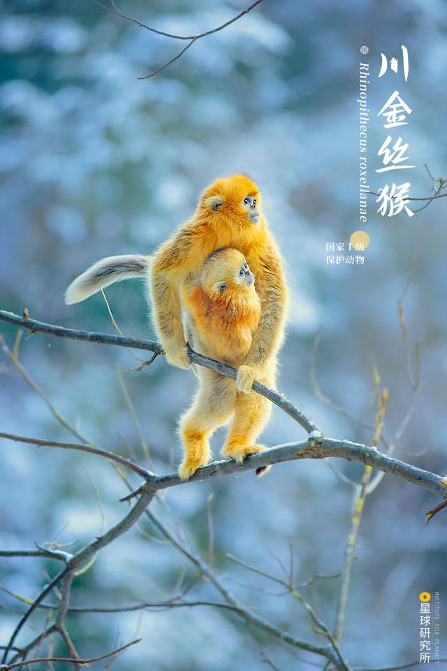 福建风化岩螺旋洗砂机多少钱