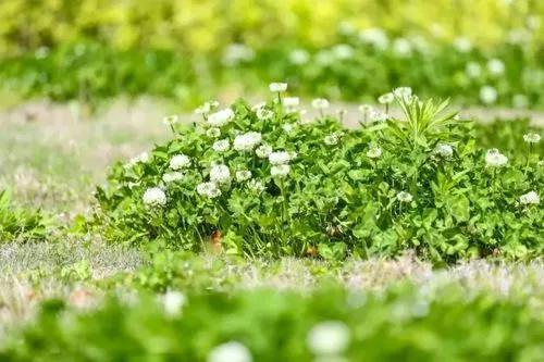 春回大地万物复苏春回大地万物复苏写一段话