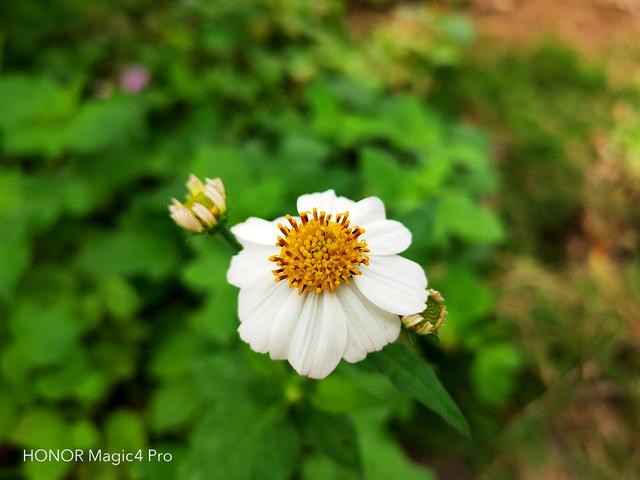 荣耀Magic4 Pro：性能、影像、安全，一部几乎做到面面俱全的旗舰