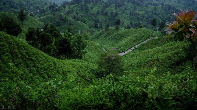 2021中国茶业百强县分布：云南12个，贵州11个，河南6个